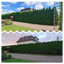 Dzielone ujęcie: górna część pokazuje wysoki, równo przycięty żywopłot z tui w słoneczny dzień z drabiną opartą o niego; dolna część pokazuje ten sam żywopłot wieczorem, z widocznymi brązowymi...