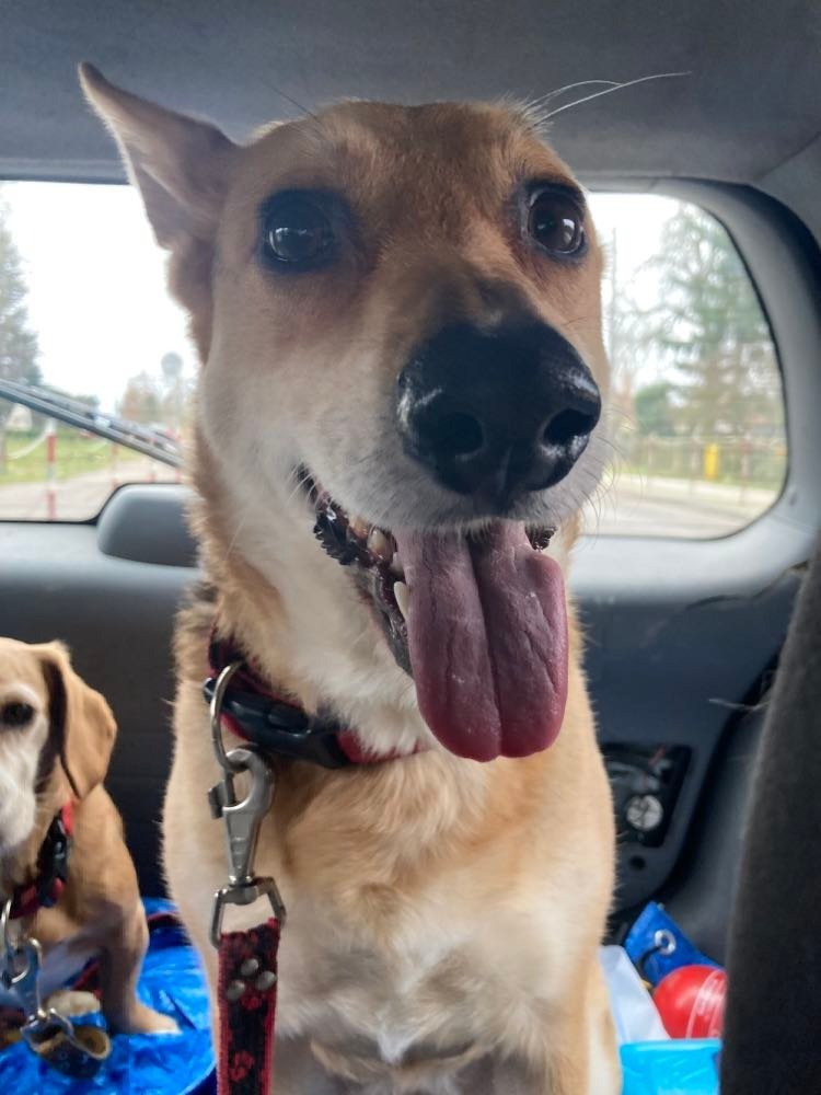 Uśmiechnięty pies z wywieszonym językiem siedzi na tylnym siedzeniu samochodu, obok drugi pies z obrożą.