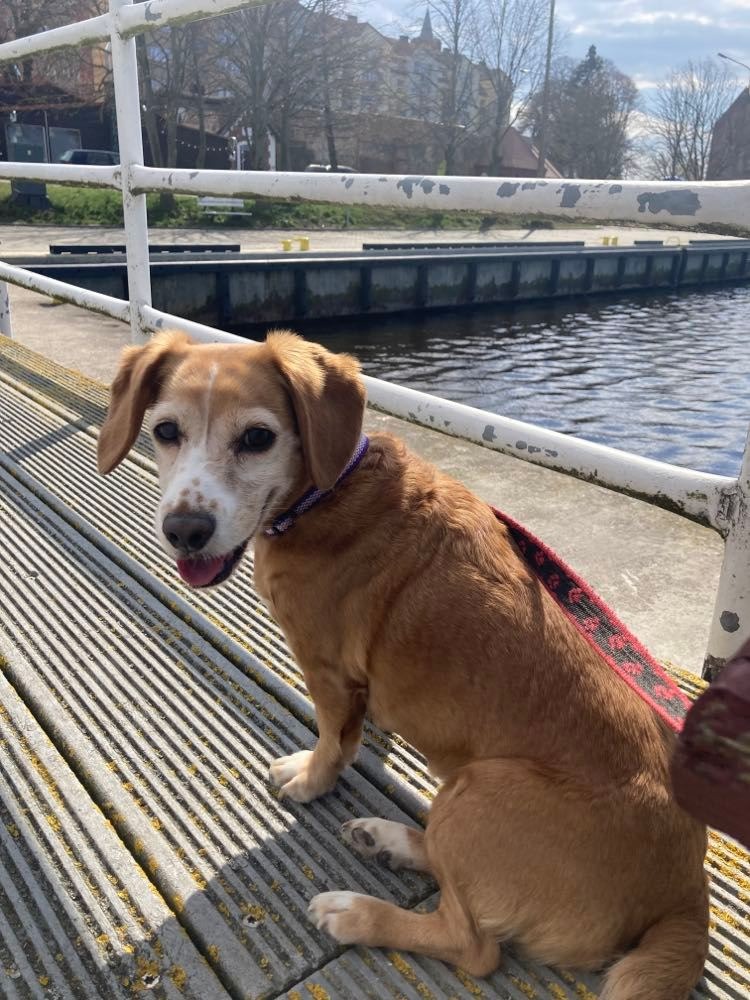 Brązowy pies z białą kufą siedzi na pomostach nad kanałem, w tle widać budynki miejskie i drzewa.
