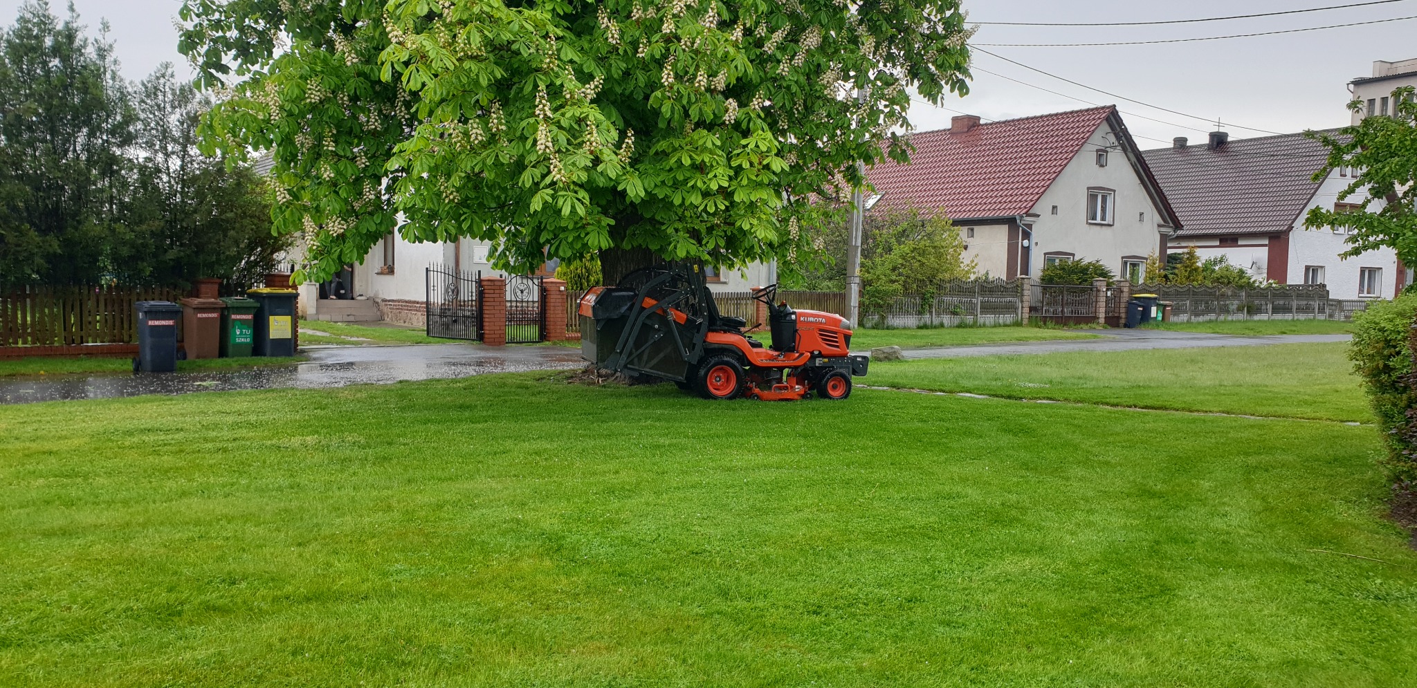 Pomarańczowy traktorek Kubota z koszem na trawę zaparkowany pod kwitnącym kasztanowcem na trawniku przed domem.