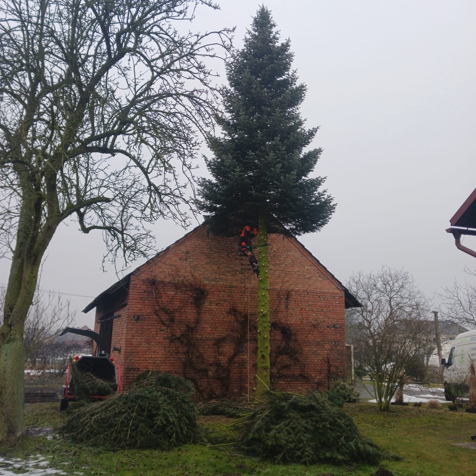 Wysoka choinka przy budynku z czerwonej cegły, w trakcie wycinki przez pracownika w uprzęży. Obok leżą odcięte gałęzie, a w tle widać rębarkę do gałęzi.