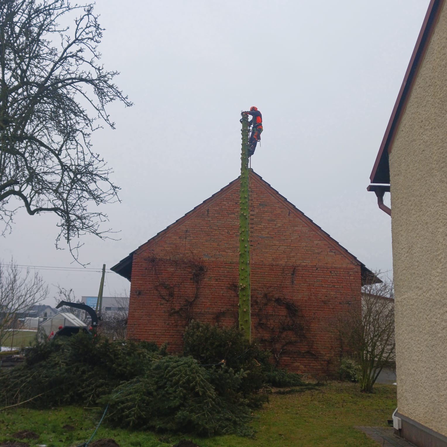 Arborysta w pomarańczowym kombinezonie przycina wysokie drzewo iglaste, zrębki leżą na trawie, w tle budynek z czerwonej cegły i rębarka do gałęzi.