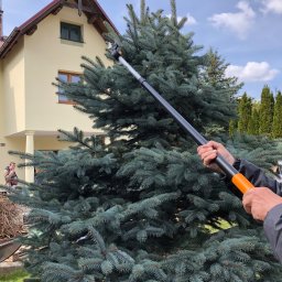 Ihor Kuleshov landscape - Przycinanie świerku srebrnego za pomocą sekatora na wysięgniku; w tle żółty dom jednorodzinny z czerwonym dachem.