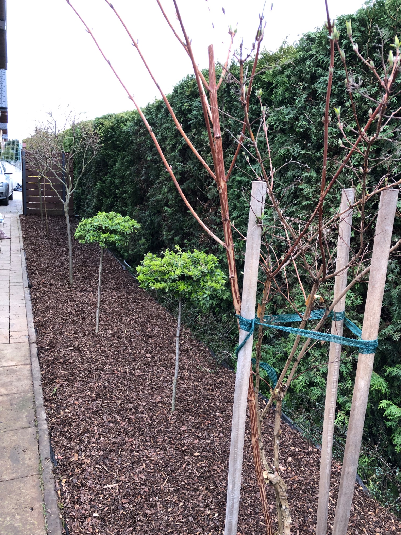 Świeżo posadzone drzewko podparte drewnianymi stemplami i związane sznurkiem, w tle żywopłot i rząd formowanych drzewek na korze.