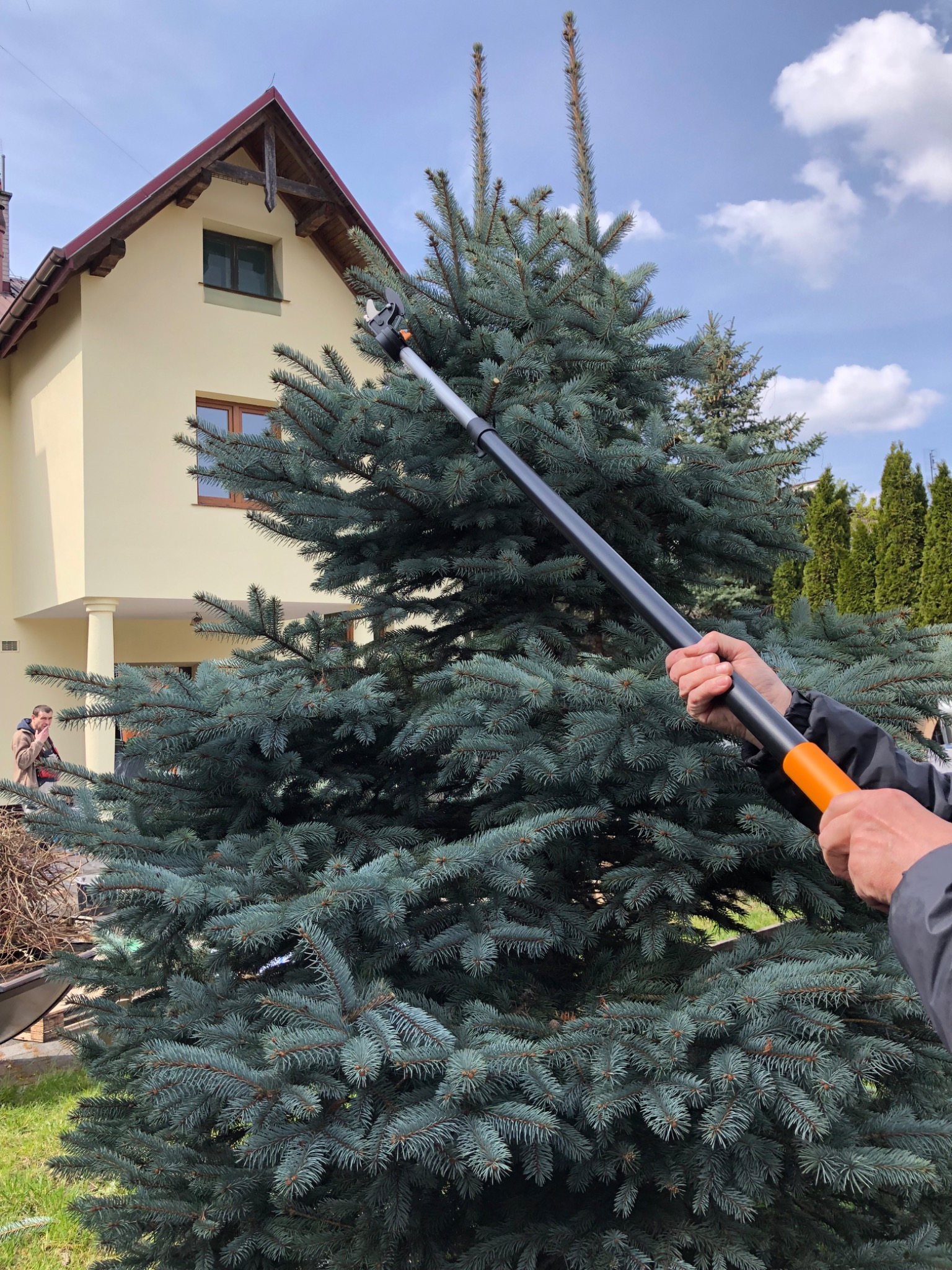 Przycinanie świerku srebrnego za pomocą sekatora na wysięgniku; w tle żółty dom jednorodzinny z czerwonym dachem.