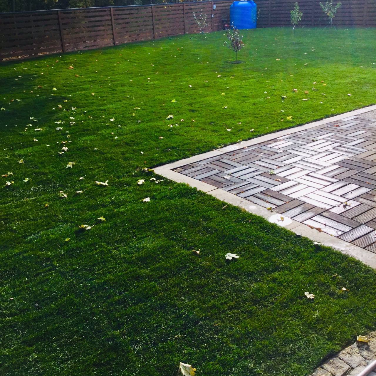 Świeżo założony trawnik sąsiadujący z patio z kostki w jodełkę, z młodymi drzewkami w tle i niebieskim zbiornikiem na wodę.