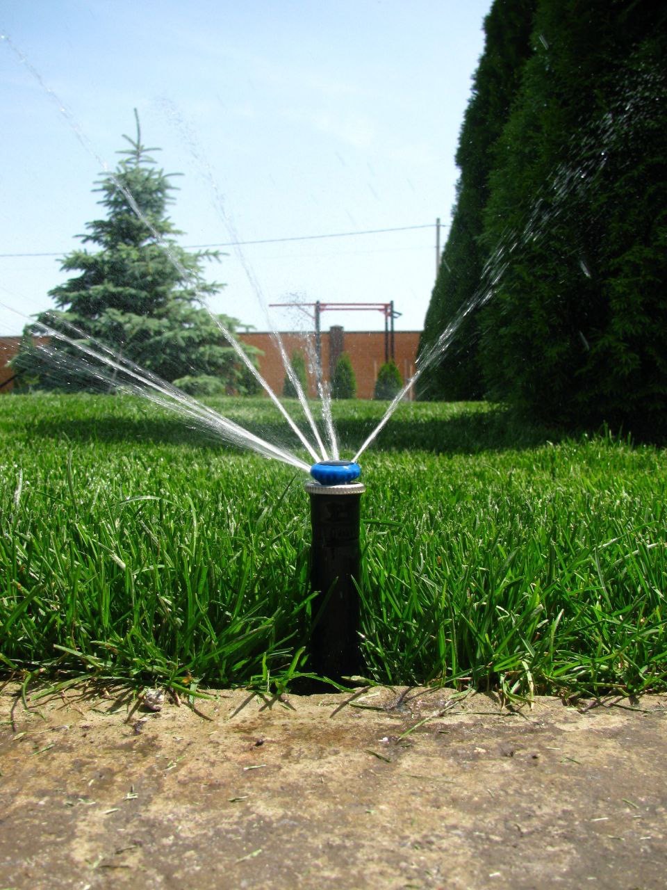 Automatyczny zraszacz trawnikowy w akcji, rozpylający wodę na tle zielonej trawy, żywopłotu i fragmentu ogrodzenia.