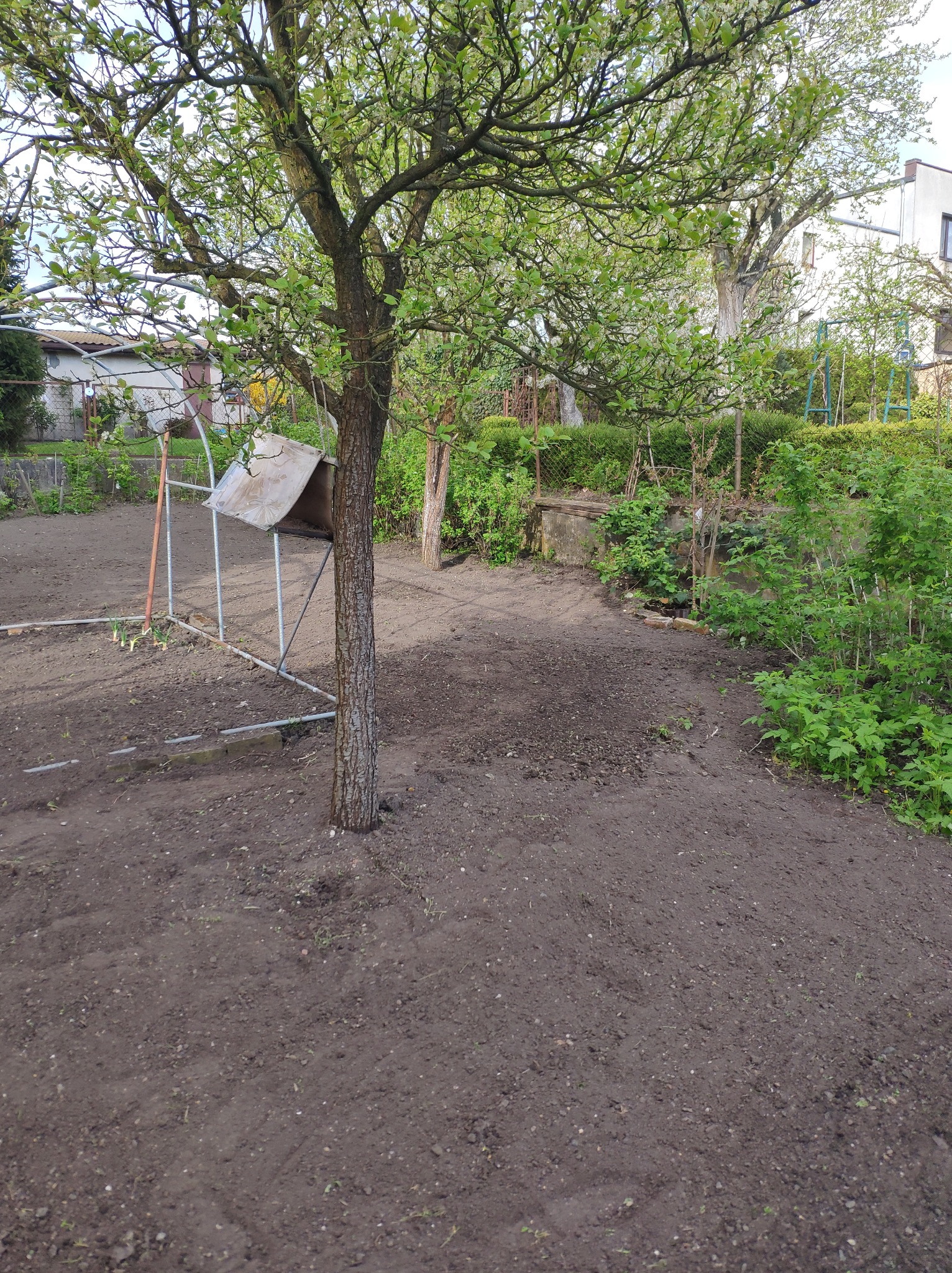 Przygotowana gleba pod uprawę w przydomowym ogródku, widoczny fragment szklarni i drzewo owocowe w kwitnącej fazie.