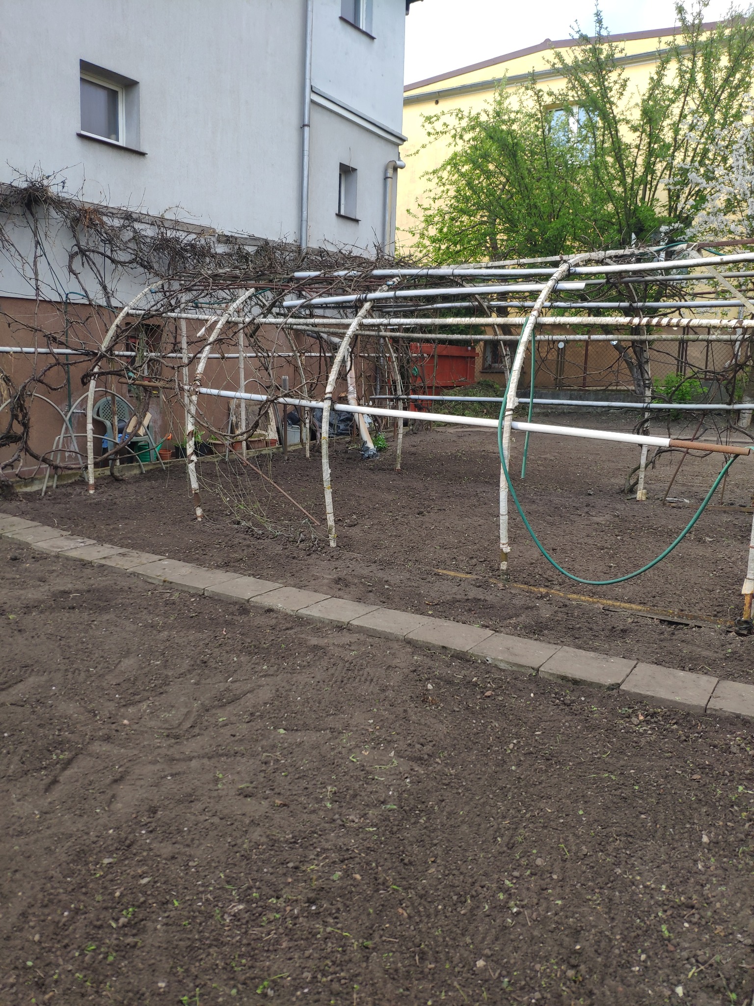 Metalowa konstrukcja tunelu foliowego w ogrodzie, przygotowana do sezonu, z widocznymi pędami winorośli i nawodnieniem, otoczona świeżo przekopaną ziemią i obrzeżem z kostki.