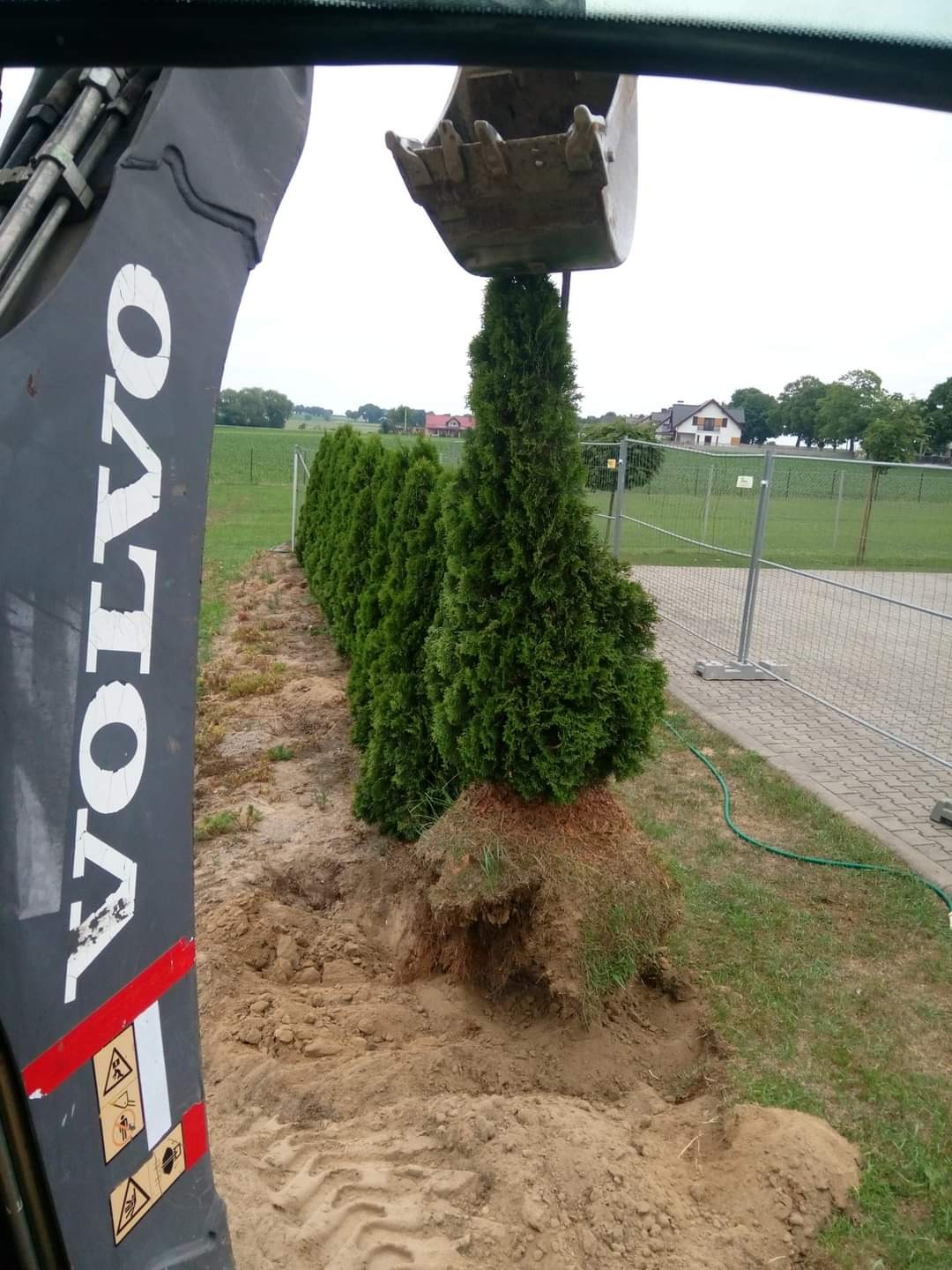 Przesadzanie tui za pomocą koparki Volvo, widoczne odsłonięte korzenie i rząd przesadzonych drzew, tło stanowią domy i pole.