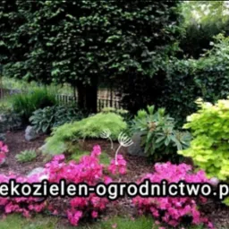 Aranżacja ogrodu z kwitnącymi azaliami, japońskim klonem i iglastymi drzewami, widok na rabatę z różnorodną roślinnością.