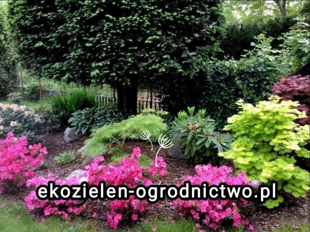 Urokliwy ogród z różnorodną roślinnością: intensywnie różowe azalie na pierwszym planie, za nimi zielone krzewy, w tle wysokie drzewa i drewniane ogrodzenie. Na zdjęciu widoczny adres strony...