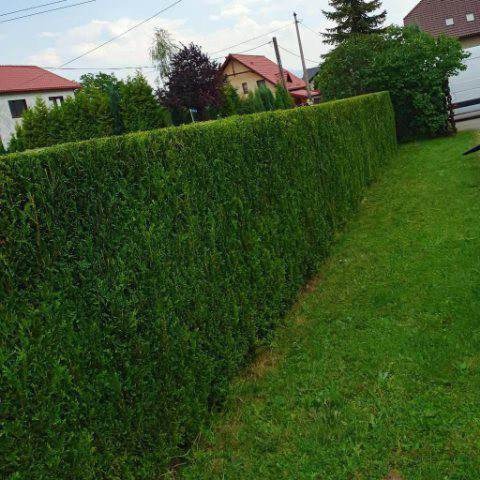 Wysoki, gęsty żywopłot z tuj szmaragdowych, równo przycięty w Bielsku-Białej, oddzielający posesję od ulicy, z widocznym trawnikiem i fragmentami budynków w tle.