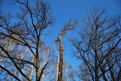 Bioarbor Janusz Płocidem - Prace działkowe Groblice