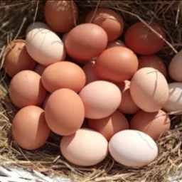 Kosz z wikliny wypełniony świeżymi, brązowymi i kremowymi produktami rolnymi na ściółce ze słomy.