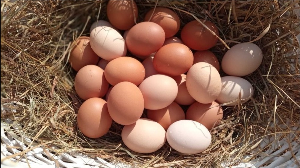 Kosz z wikliny wypełniony świeżymi, brązowymi i kremowymi produktami rolnymi na ściółce ze słomy.