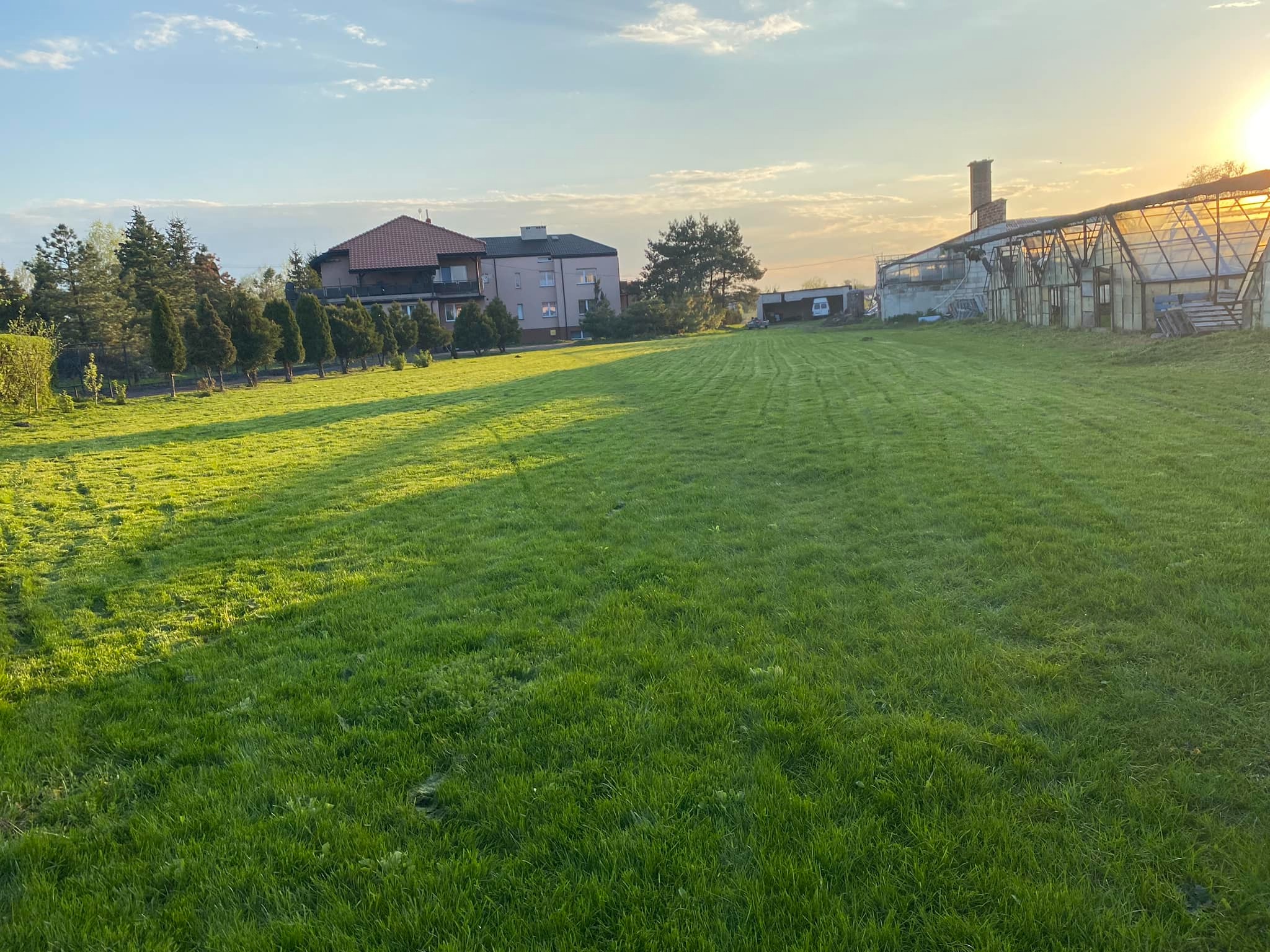 Rozległy trawnik z widocznymi śladami koszenia, w tle budynek mieszkalny, rząd młodych drzew iglastych i szklarnia o konstrukcji stalowej, oświetlone zachodzącym słońcem.