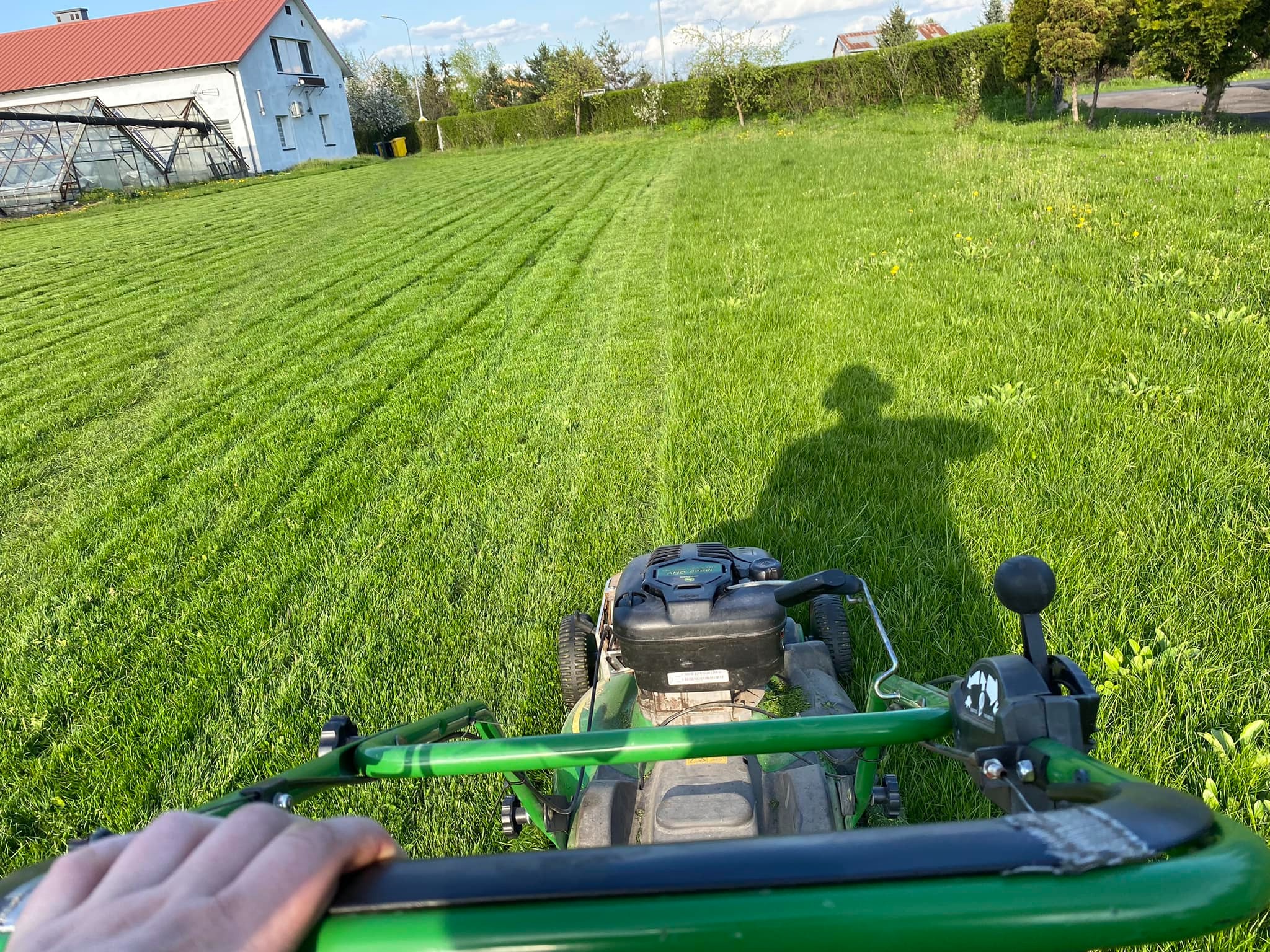 Widok z perspektywy operatora kosiarki na świeżo skoszoną trawę na tle domu z czerwoną dachówką i zielonego żywopłotu.