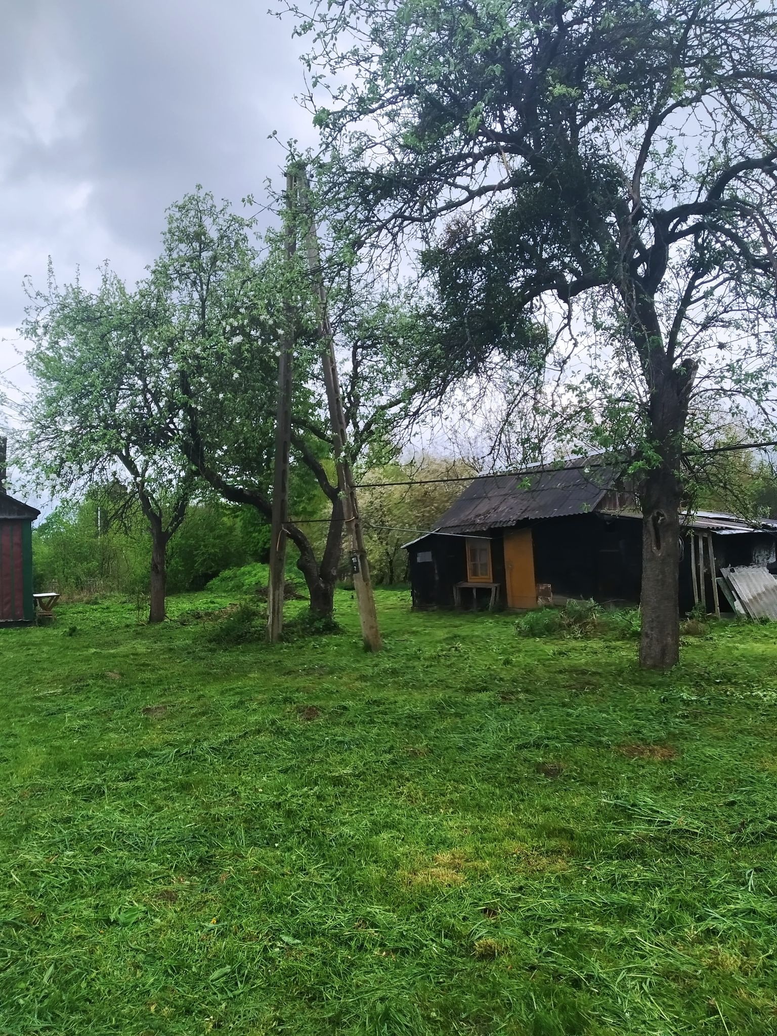 Świeżo skoszona trawa na podwórku wiejskiego domu z kwitnącymi drzewami owocowymi w pochmurny dzień.