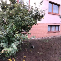 Ogrody - Opadłe jabłka pod rozłożystym krzewem jabłoni przed budynkiem z ceglaną podmurówką i świerkiem srebrnym.