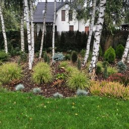 Trawa z rolki Ostrów Wielkopolski 1