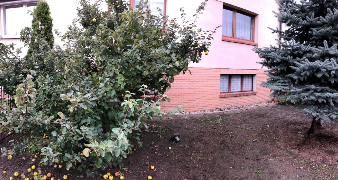 Opadłe jabłka pod rozłożystym krzewem jabłoni przed budynkiem z ceglaną podmurówką i świerkiem srebrnym.