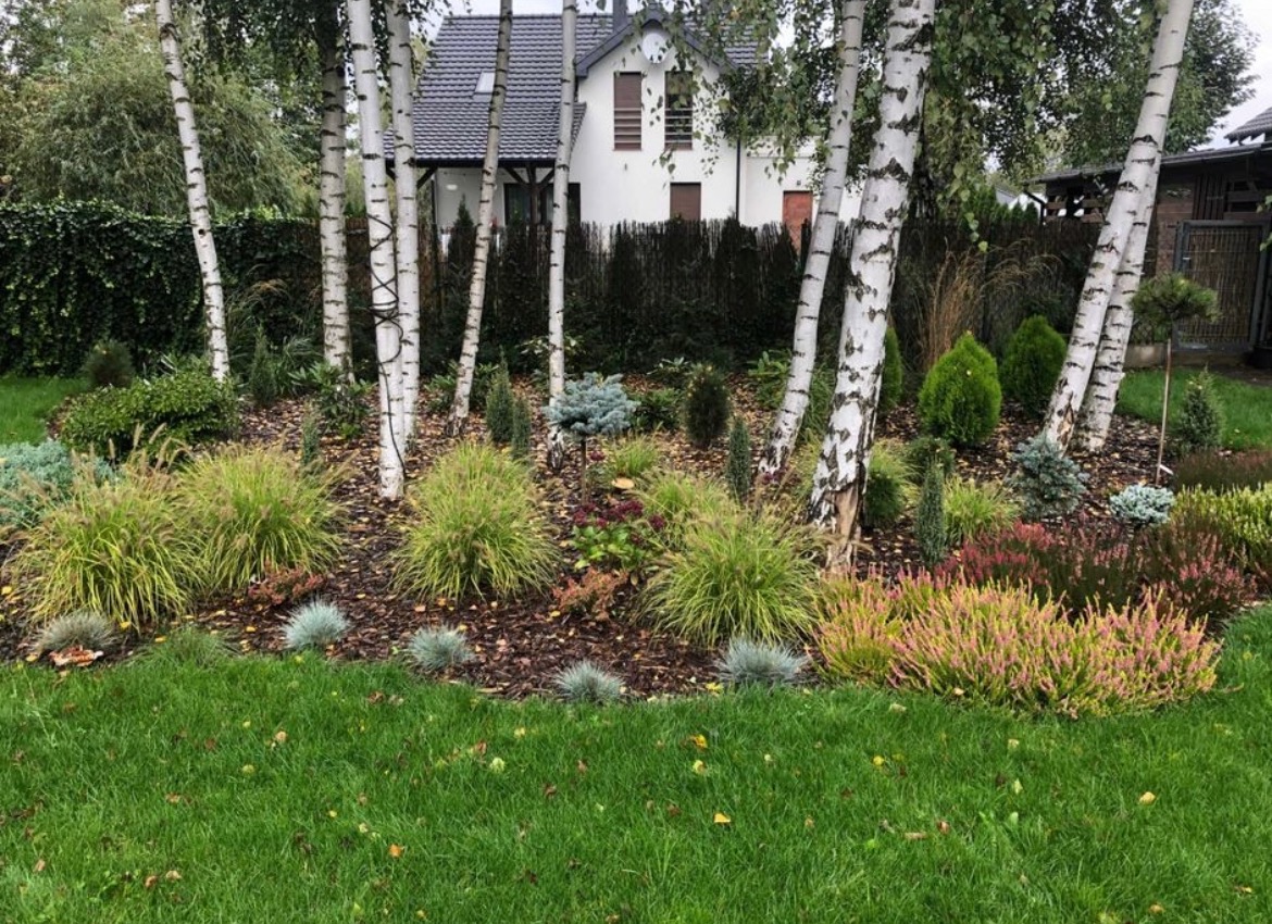 Urozmaicona rabata z wrzosami, trawami ozdobnymi i iglakami, otoczona korą, z białymi brzozami na tle domu.