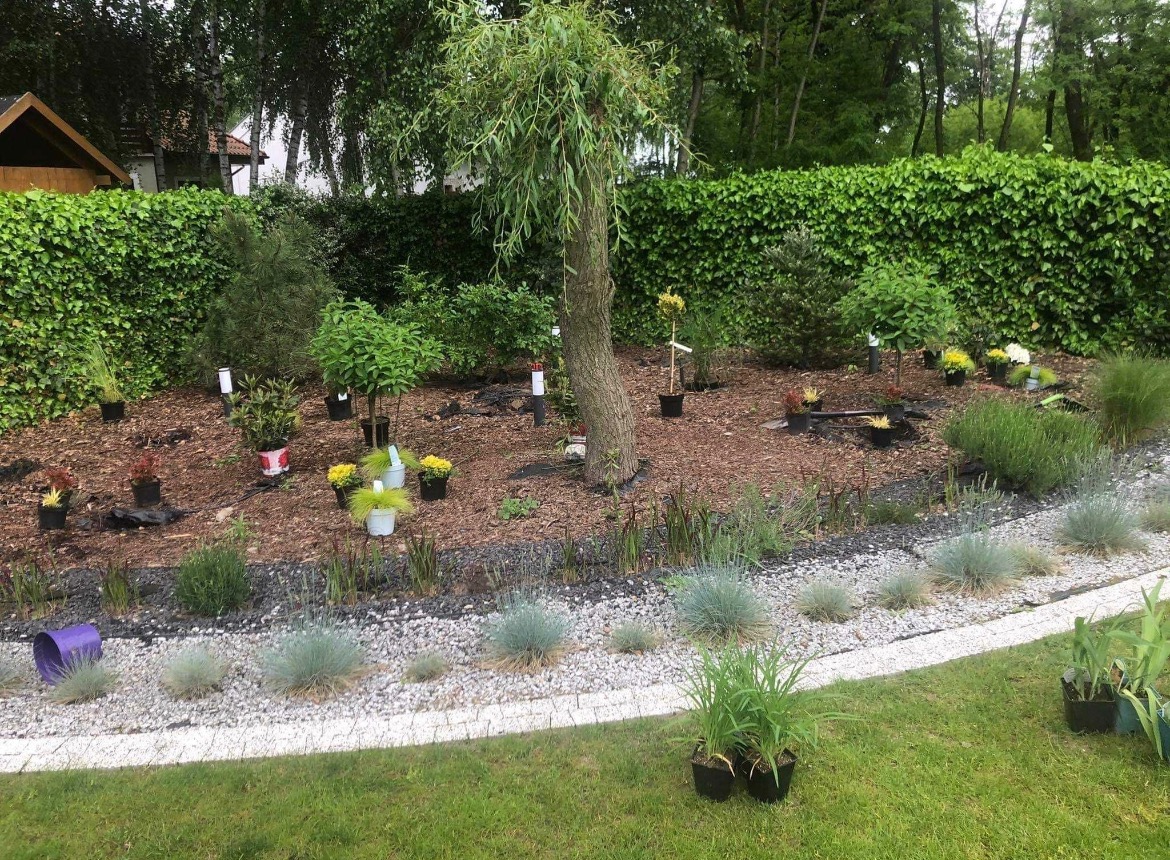 Świeżo przygotowany teren pod nasadzenia w ogrodzie: drzewo płaczące, krzewy i rośliny w doniczkach rozmieszczone na korze, obrzeże z białego kamienia oddziela rabatę od trawnika.