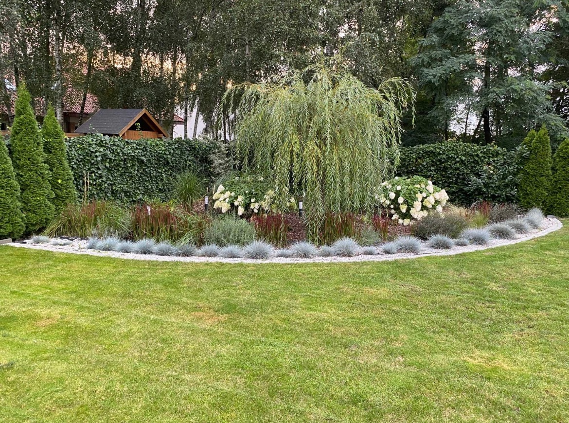 Starannie zaprojektowany ogród z płaczącą wierzbą, kwitnącymi hortensjami i ozdobnymi trawami, oddzielony od trawnika białym żwirem, na tle żywopłotu i drzew.
