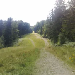 Leśna ścieżka prowadząca przez łąkę w kierunku wzgórza, widoczne koleiny po pojazdach, otoczone drzewami.