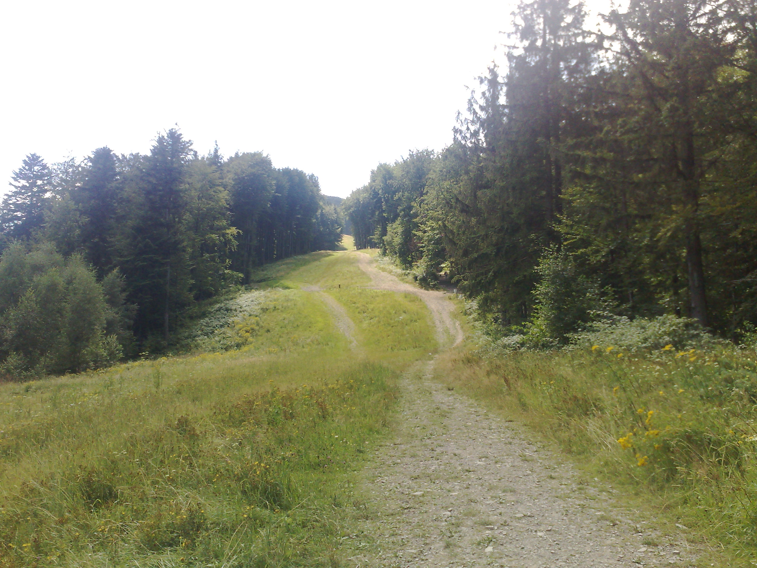 Leśna ścieżka prowadząca przez łąkę w kierunku wzgórza, widoczne koleiny po pojazdach, otoczone drzewami.