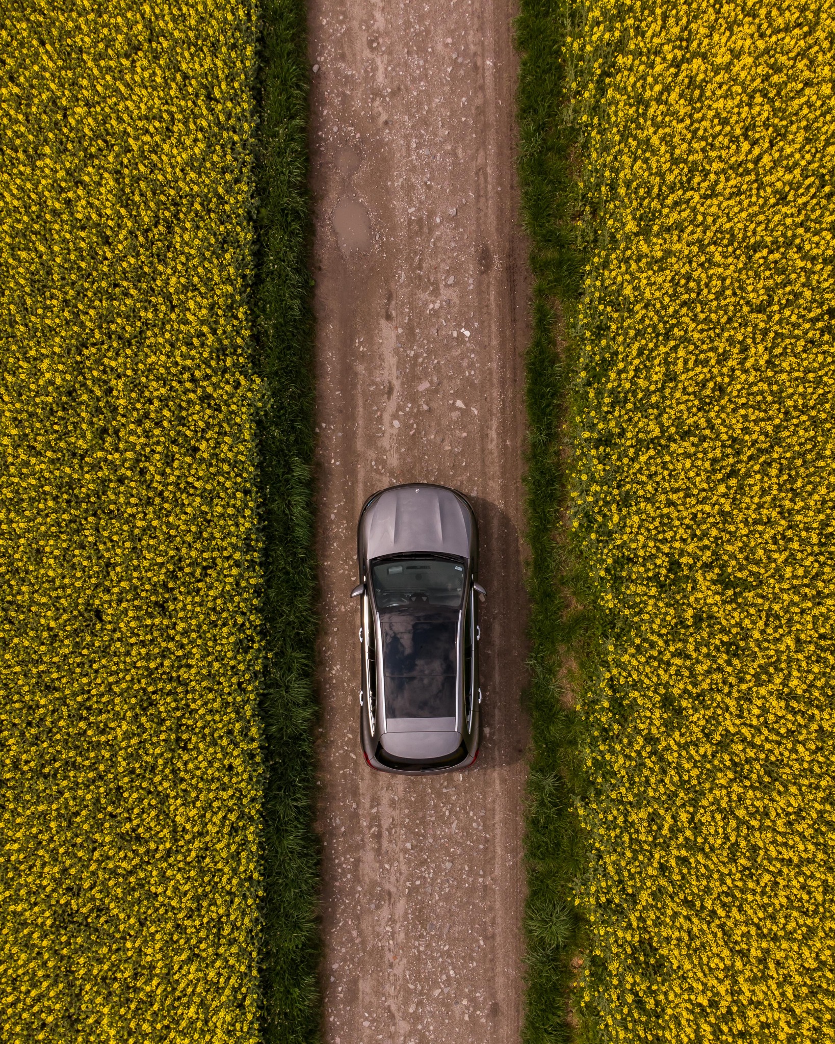 Samochód osobowy widziany z góry, jadący polną drogą otoczoną kwitnącym polem rzepaku.