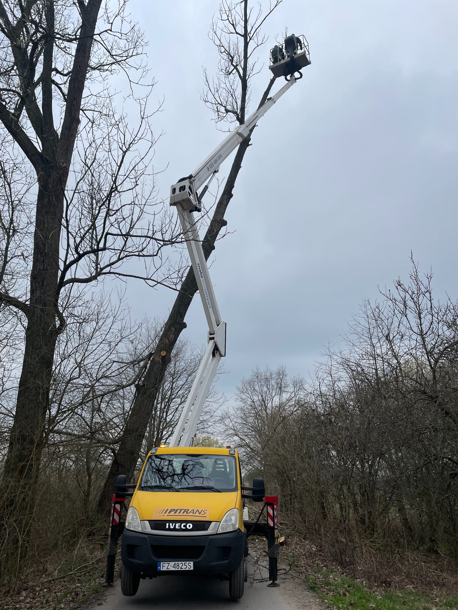 Żółty samochód z wysięgnikiem teleskopowym, na końcu którego znajduje się platforma z dwoma pracownikami przycinającymi wysokie drzewo z widocznymi śladami cięcia gałęzi