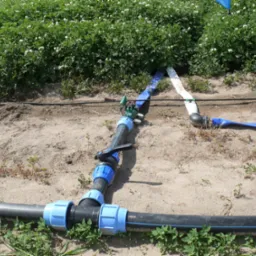 Nawadnianie kropelkowe ziemniaków - realizacja na polu klienta