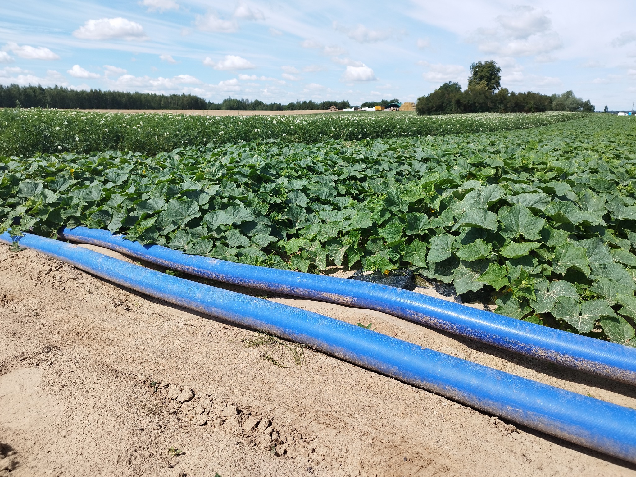 Kolejna nasza instalacja- system nawadniania kropelkowego