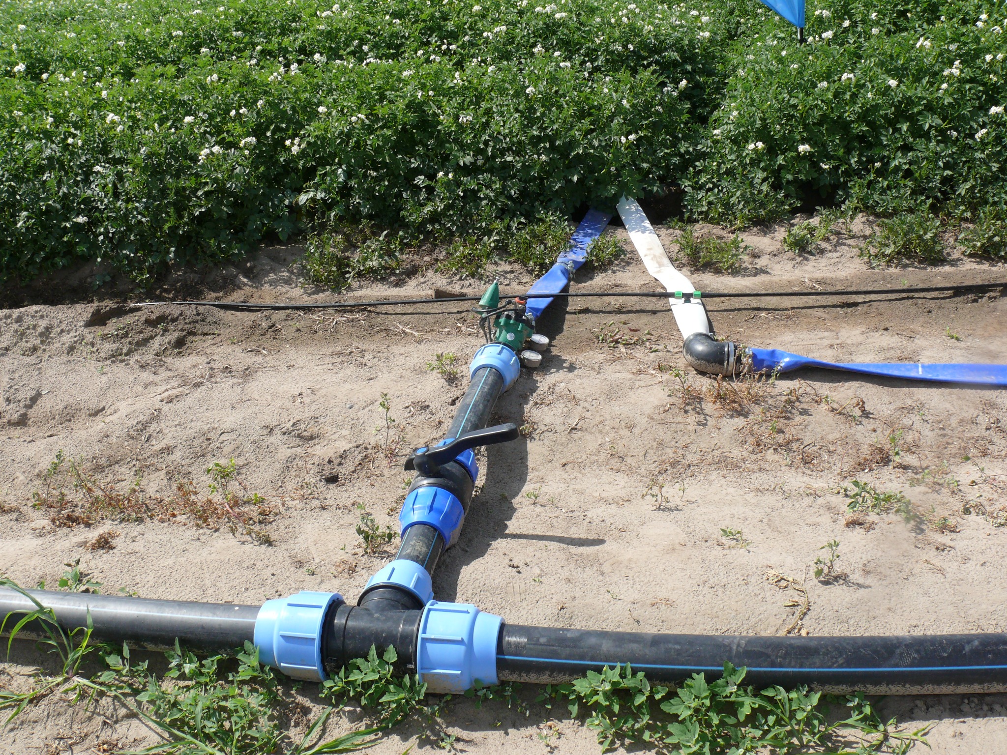 Nawadnianie kropelkowe ziemniaków - realizacja na polu klienta