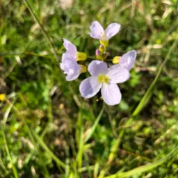 Delikatne, jasnofioletowe kwiaty rzeżuchy łąkowej na tle zielonej trawy, uchwycone w naturalnym świetle słonecznym.