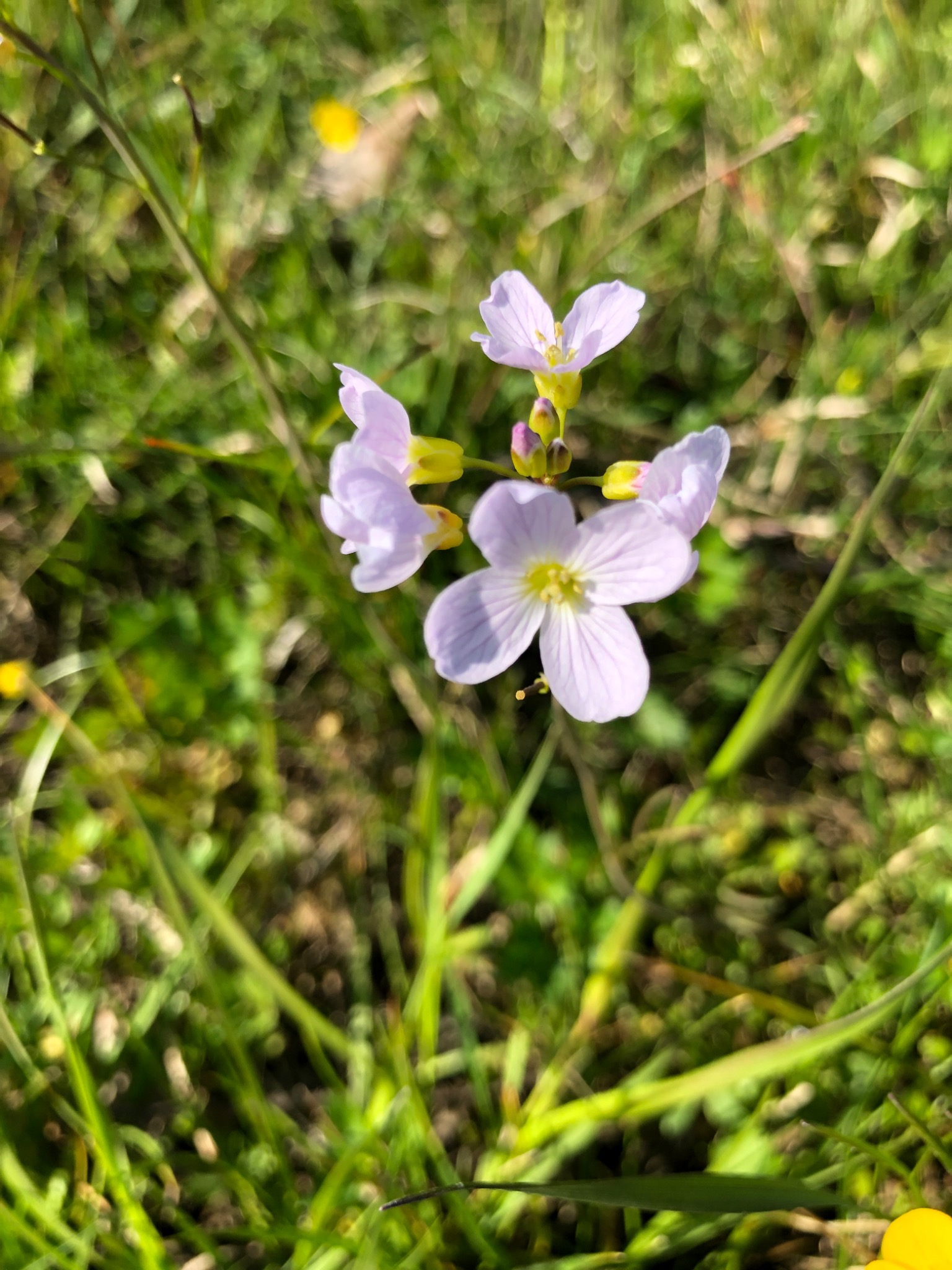 Delikatne, jasnofioletowe kwiaty rzeżuchy łąkowej na tle zielonej trawy, uchwycone w naturalnym świetle słonecznym.