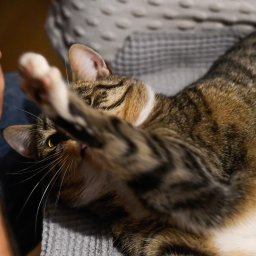 Sesja ciążowa Warszawa 1