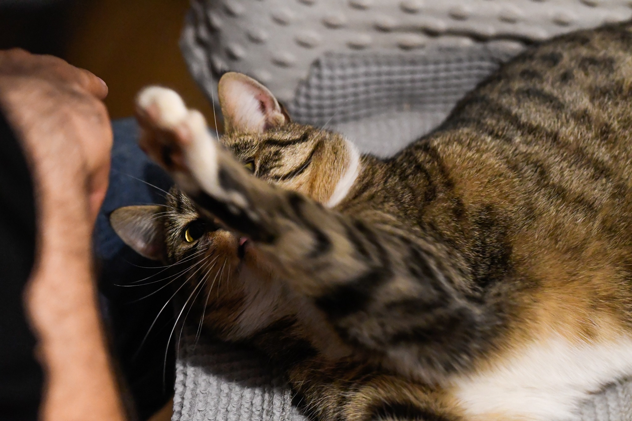 Tygrysio pręgowany kot leży na plecach na szarym kocu, wyciągając łapę w stronę ręki człowieka po lewej stronie.