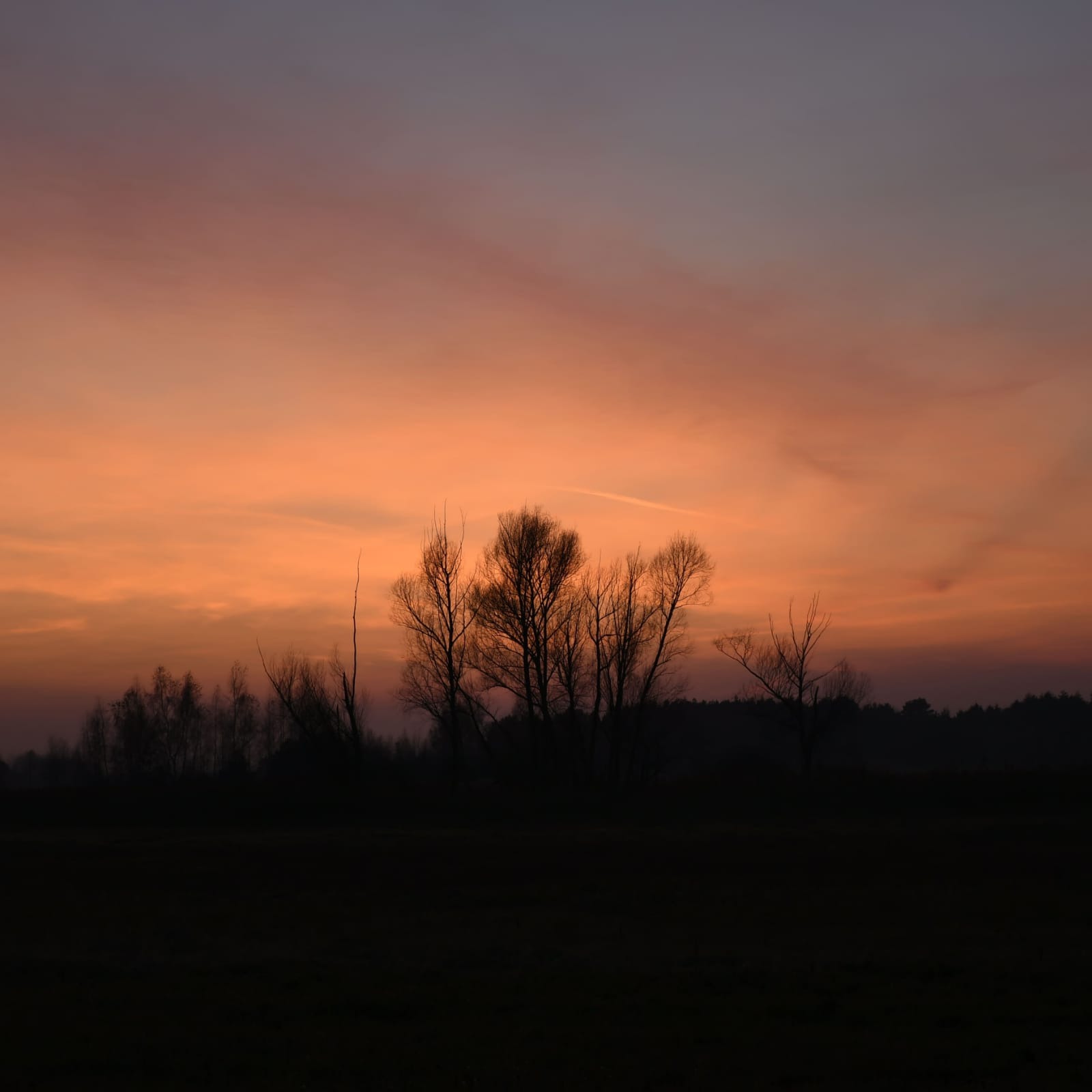 Sylwetki drzew na tle pomarańczowo-fioletowego nieba o zachodzie słońca, widoczne pole w ciemnych tonacjach.