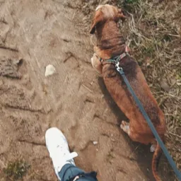 Brunatny jamnik na smyczy spaceruje po piaszczystej ścieżce, widziany z góry, obok noga w białym sportowym bucie i podartych jeansach.