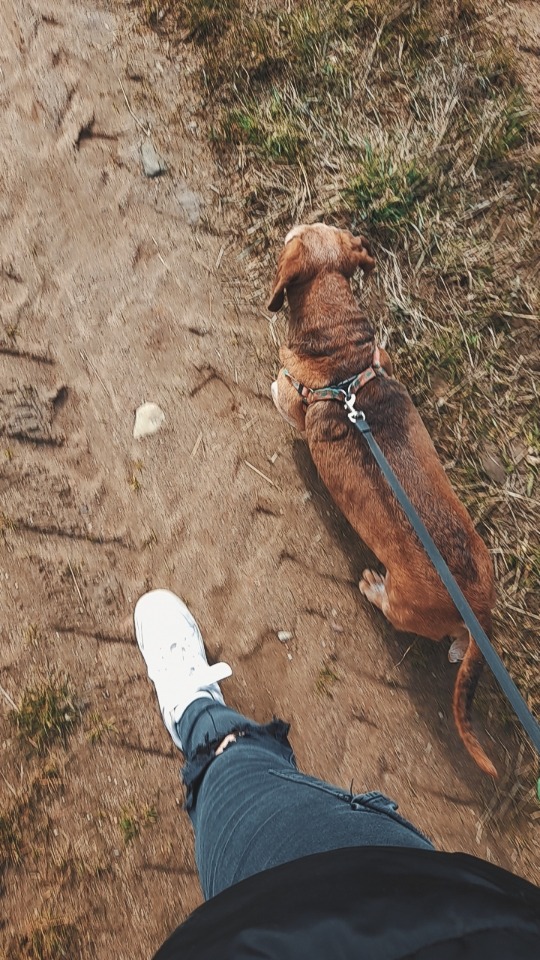 Brunatny jamnik na smyczy spaceruje po piaszczystej ścieżce, widziany z góry, obok noga w białym sportowym bucie i podartych jeansach.