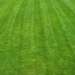 Perfekcyjnie przystrzyżony trawnik z wyraźnymi pasami, w tle drewniana wiata na drewno i kwitnący krzew hortensji.