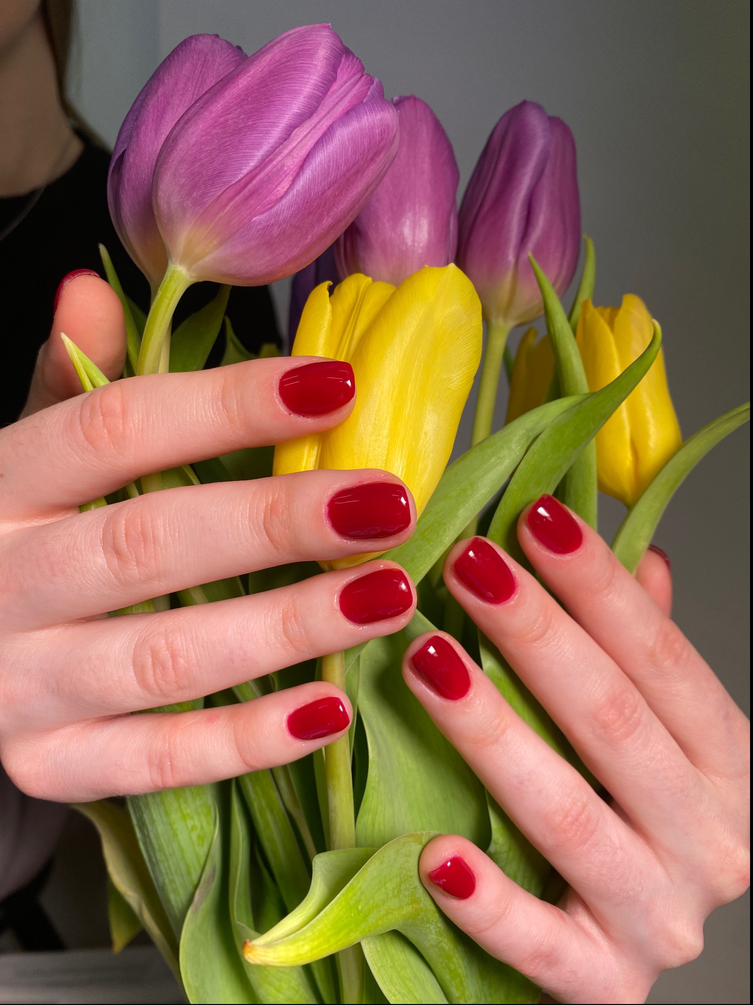 Dłonie z czerwonym, błyszczącym manicure trzymają bukiet żółtych i fioletowych tulipanów na szarym tle.