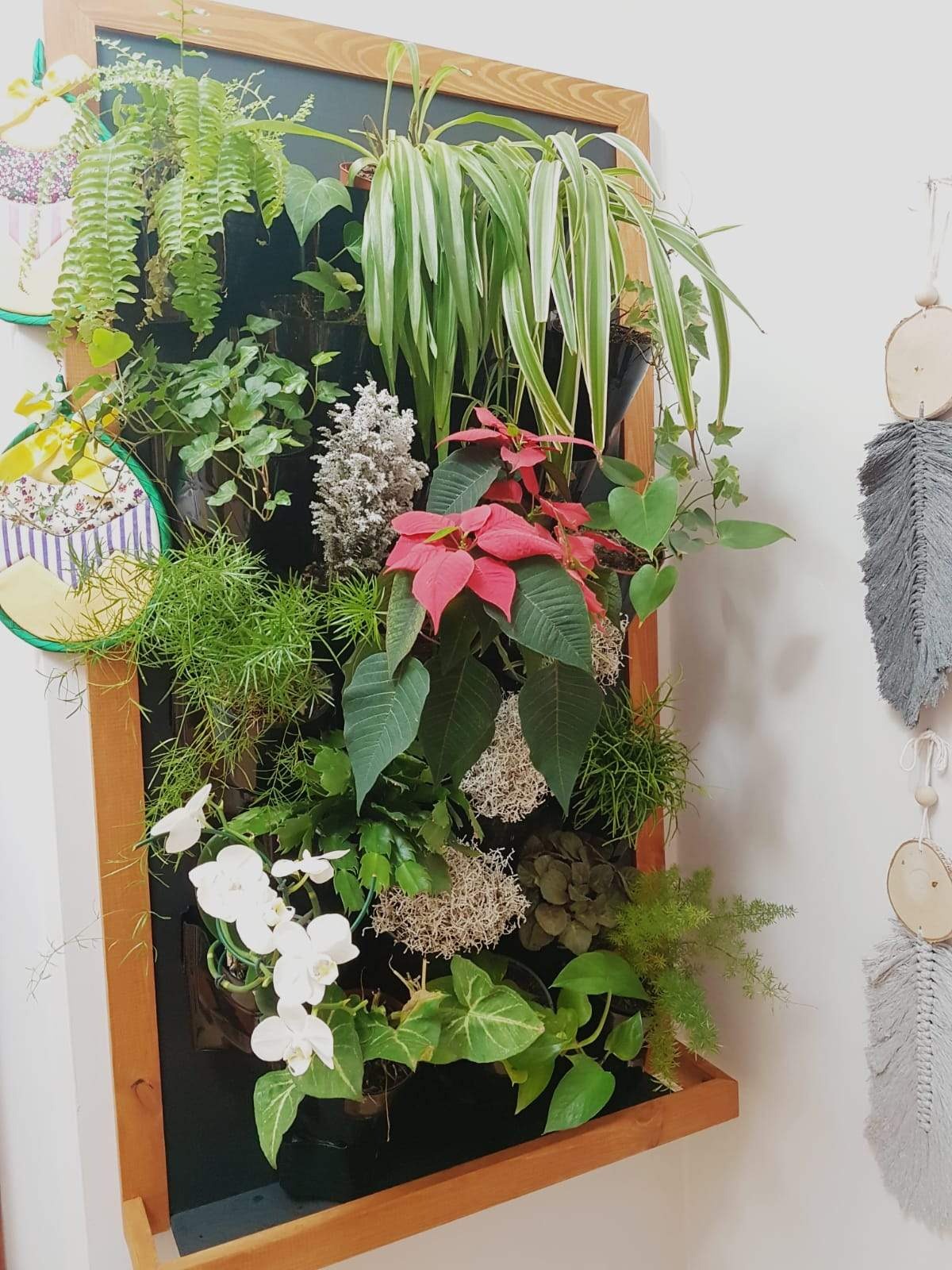 Pionowa ściana z różnorodnych roślin doniczkowych w drewnianej ramie, z poinsecją, storczykami i bluszczem, wisząca obok dekoracji ściennej z szarego sznurka.