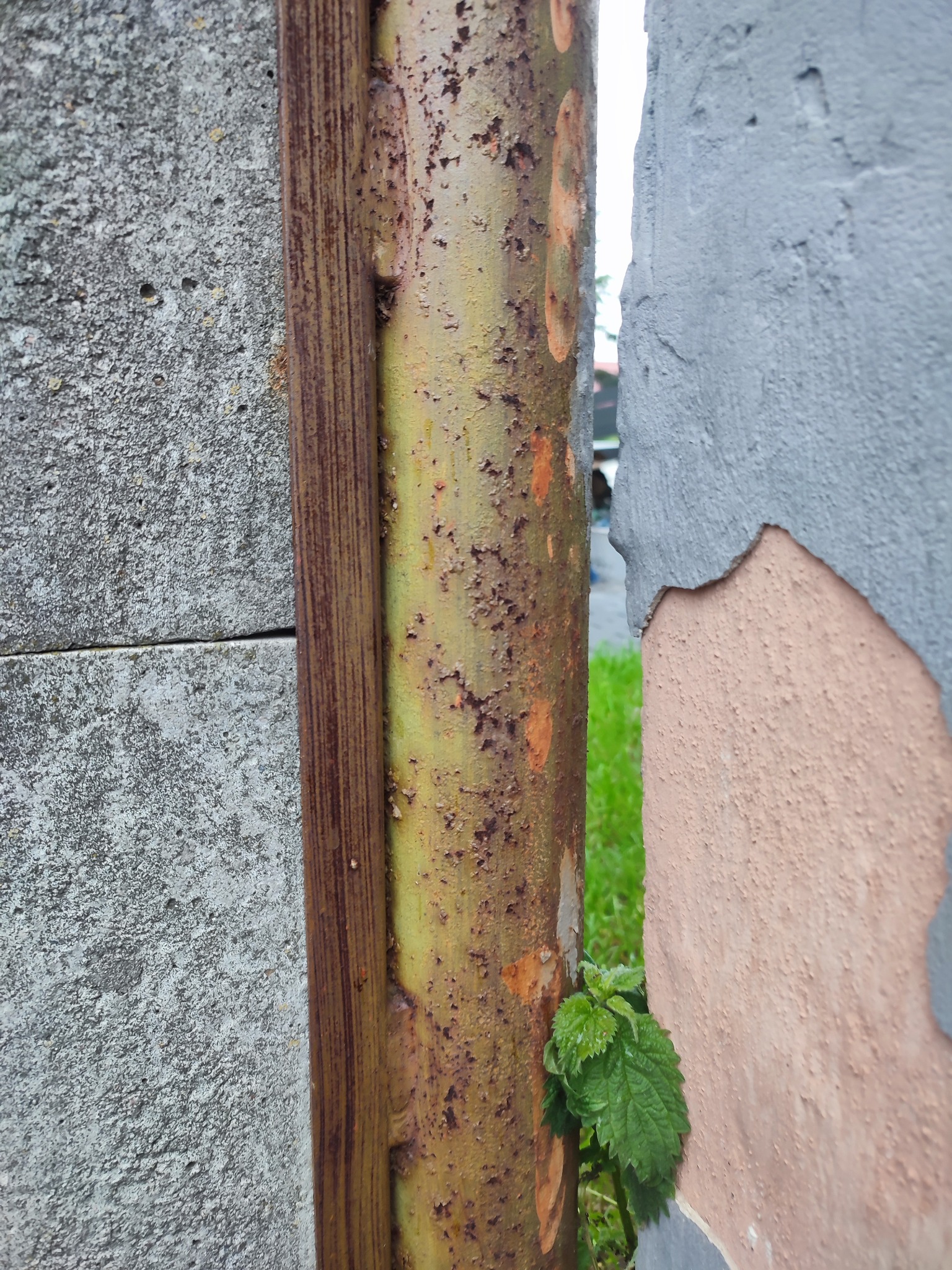 Detale zniszczonej, metalowej konstrukcji, prawdopodobnie ogrodzenia, z widocznymi śladami korozji i resztkami farby, pomiędzy betonowym słupkiem a fragmentem ściany z odpadającym tynkiem,...