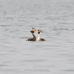 Wilku photography - Dwa perkozy dwuczube na spokojnej wodzie, jeden z uniesioną głową i rozłożonym pióropuszem, zbliżający dziób do drugiego.