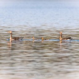 Sesja ciążowa Zgierz 1