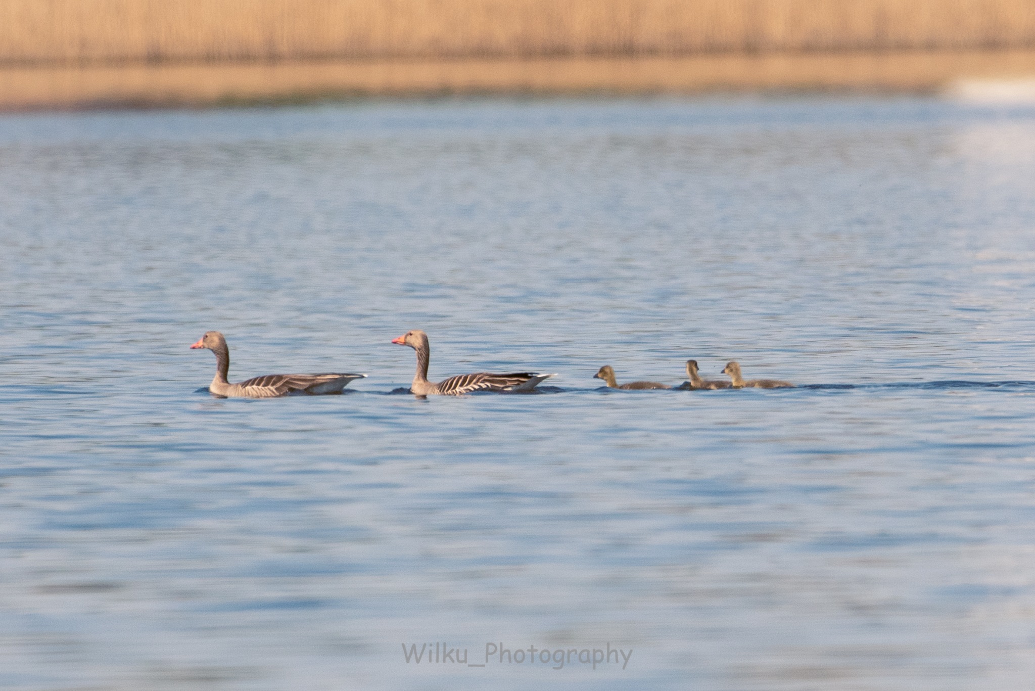 Dwie gęsi gęgawy płynące po spokojnej wodzie z czterema młodymi pisklętami, w tle trzcinowisko.